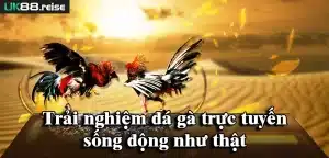 Trải nghiệm đá gà trực tuyến sống động như thật